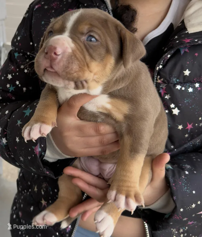 Chocolate girl  – American Bully puppy for sale in Cincinnati, OH