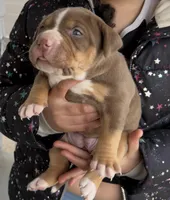 Chocolate girl , a female American Bully for sale in Cincinnati, OH – Photo 1 of 3