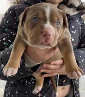 Chocolate girl , a female American Bully for sale in Cincinnati, OH – Photo 3 of 3