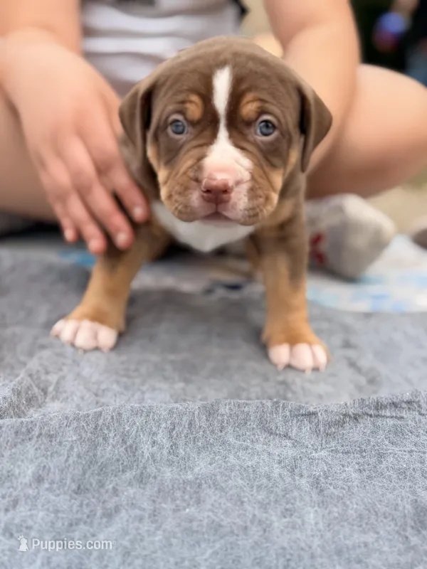 Chocolate girl  – American Bully puppy for sale in Cincinnati, OH