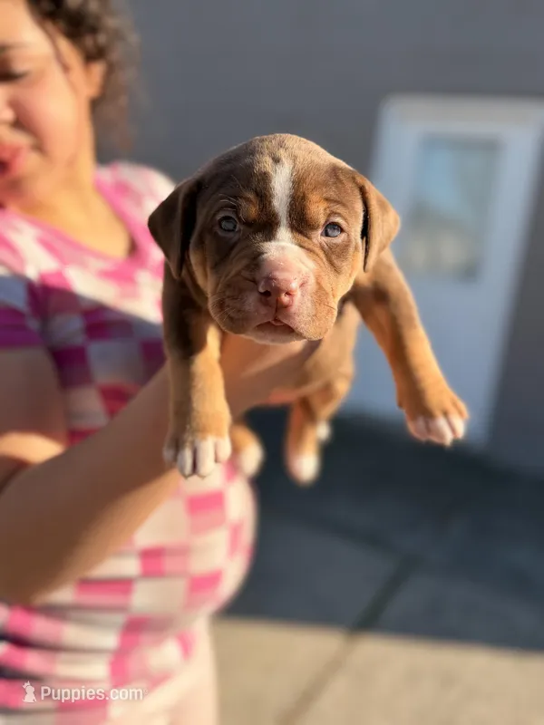 Chocolate girl  – American Bully puppy for sale in Cincinnati, OH