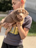Chocolate girl , a female American Bully for sale in Cincinnati, OH – Photo 3 of 3