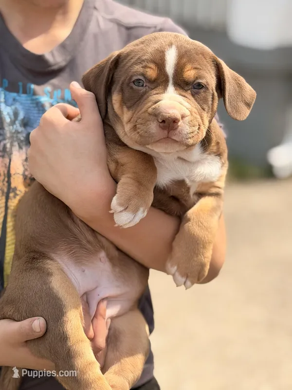 Chocolate girl  – American Bully puppy for sale in Cincinnati, OH
