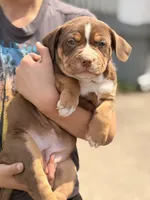 Chocolate girl , a female American Bully for sale in Cincinnati, OH – Photo 2 of 3