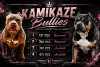 Zara X MO3 , a  American Bully for sale in Cincinnati, OH – 2 of 2