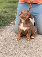 Chocolate Boy , a male American Bully for sale in Cincinnati, OH – Photo 3 of 3
