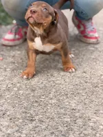 Chocolate Boy , a male American Bully for sale in Cincinnati, OH – Photo 2 of 3
