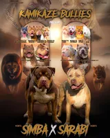 Red Collar , a female American Bully for sale in Cincinnati, OH – Photo 4 of 4