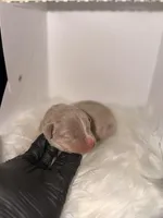 Red Collar , a female American Bully for sale in Cincinnati, OH – Photo 3 of 4