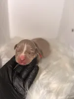 Red Collar , a female American Bully for sale in Cincinnati, OH – Photo 2 of 4