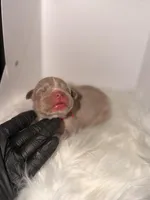 Red Collar , a female American Bully for sale in Cincinnati, OH – Photo 1 of 4