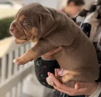 Chocolate Male Tsunami , a male American Bully for sale in Cincinnati, OH – Photo 2 of 3