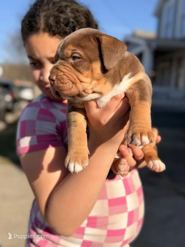 Chocolate Male Tsunami  – American Bully puppy for sale in Cincinnati, OH