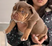 Chocolate Male Tsunami , a male American Bully for sale in Cincinnati, OH – Photo 3 of 3