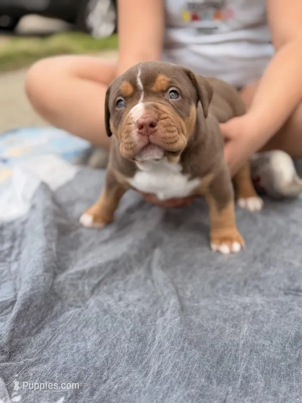 Chocolate Male Tsunami  – American Bully puppy for sale in Cincinnati, OH