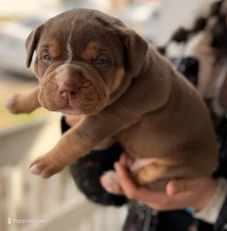 Chocolate Male Tsunami , a male American Bully for sale in Cincinnati, OH – Photo 1 of 3