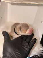 Black Collar , a male American Bully for sale in Cincinnati, OH – Photo 2 of 3