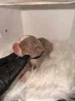 Black Collar , a male American Bully for sale in Cincinnati, OH – Photo 1 of 3