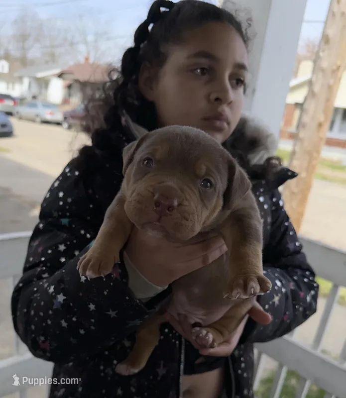 Chocolate Tri blue  – American Bully puppy for sale in Cincinnati, OH