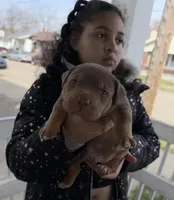 Chocolate Tri blue , a male American Bully for sale in Cincinnati, OH – Photo 1 of 3