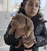 Chocolate Tri blue , a male American Bully for sale in Cincinnati, OH – Photo 3 of 3