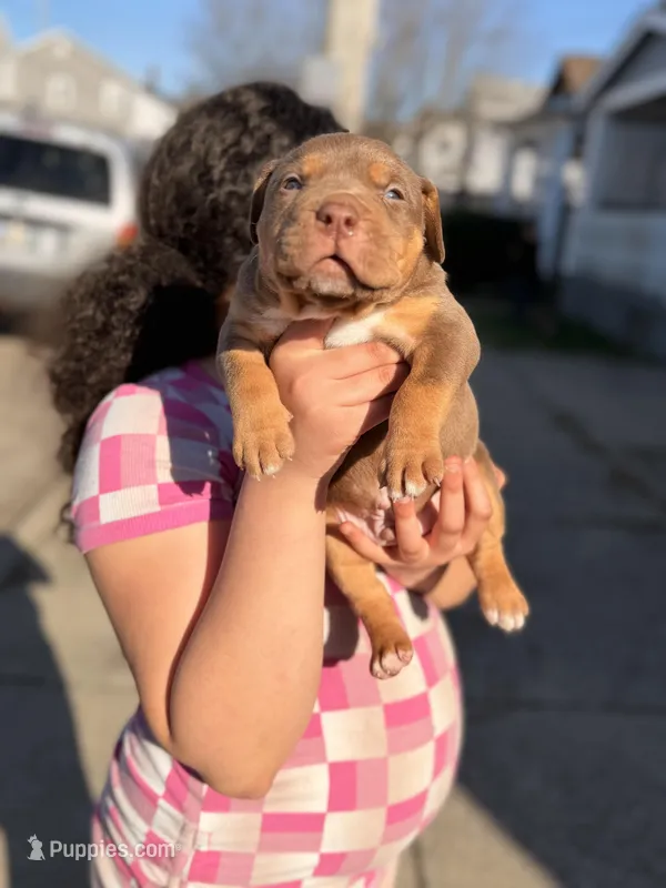 Chocolate Tri blue  – American Bully puppy for sale in Cincinnati, OH