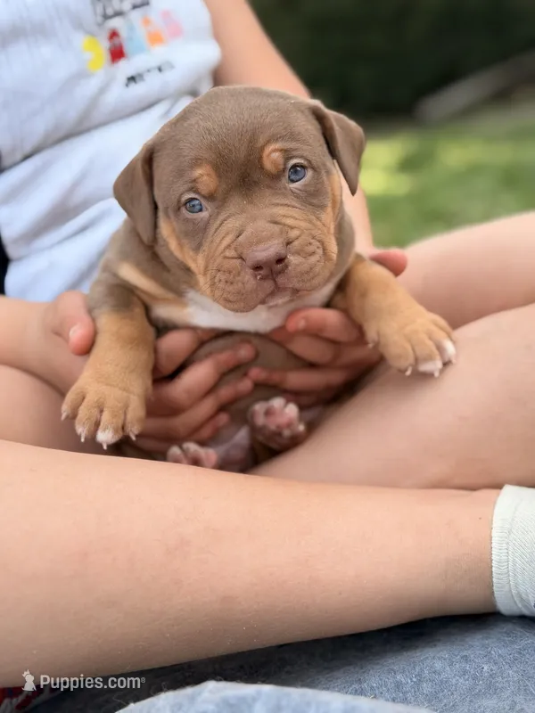 Chocolate Tri blue  – American Bully puppy for sale in Cincinnati, OH