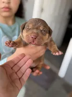 Chocolate Tri , a male American Bully for sale in Cincinnati, OH – Photo 2 of 3