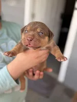 Chocolate Tri , a male American Bully for sale in Cincinnati, OH – Photo 1 of 3