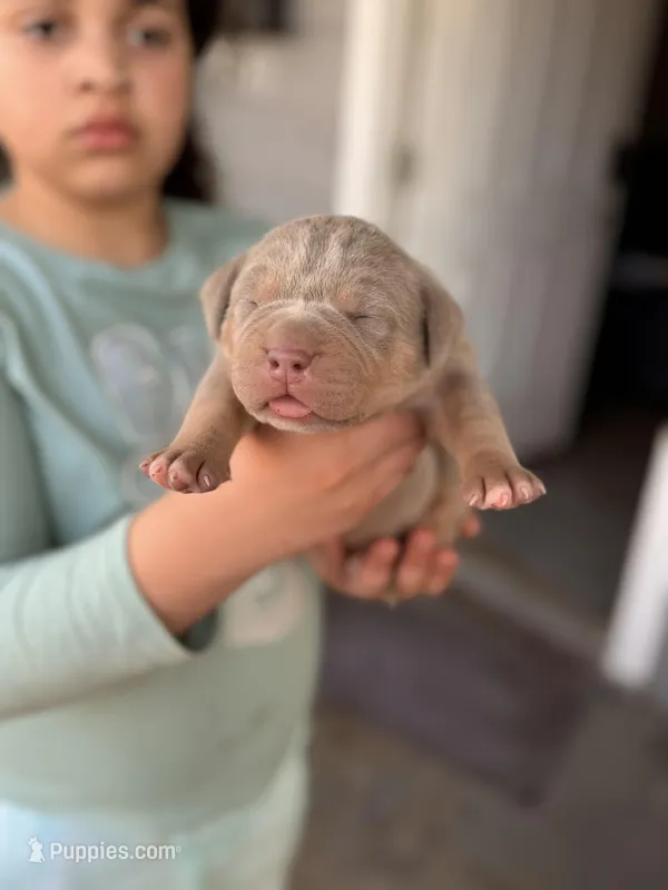 Lilac Girl  – American Bully puppy for sale in Cincinnati, OH