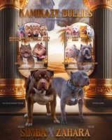 Lilac Girl , a female American Bully for sale in Cincinnati, OH – Photo 2 of 3