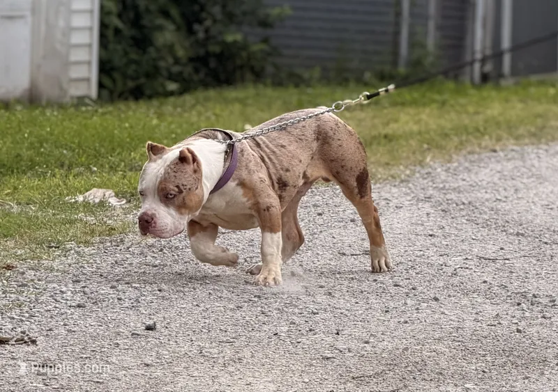 Patch  – American Bully puppy for sale in Cincinnati, OH