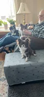 Cookie, a female Chihuahua for sale in Prescott, WI – 8 of 10