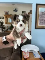NICO, a male Chihuahua for sale in Prescott, WI – 1 of 1