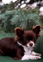 Cookie, a female Chihuahua for sale in Prescott, WI – 10 of 10