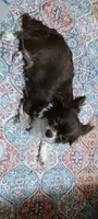 Cookie, a female Chihuahua for sale in Prescott, WI – 5 of 10