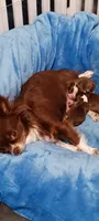 Cookie, a female Chihuahua for sale in Prescott, WI – 2 of 10