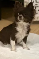 Cookie, a female Chihuahua for sale in Prescott, WI – 3 of 10