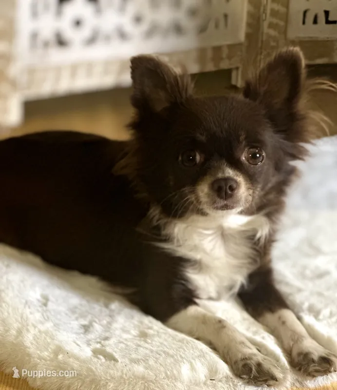 Cookie – Chihuahua puppy for sale in Prescott, WI