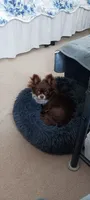 Cookie, a female Chihuahua for sale in Prescott, WI – 9 of 10