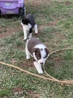 Kristoff , a male Border Collie for sale in Stony Point, NC – Photo 2 of 4