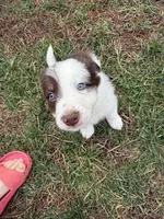 Kristoff , a male Border Collie for sale in Stony Point, NC – Photo 4 of 4