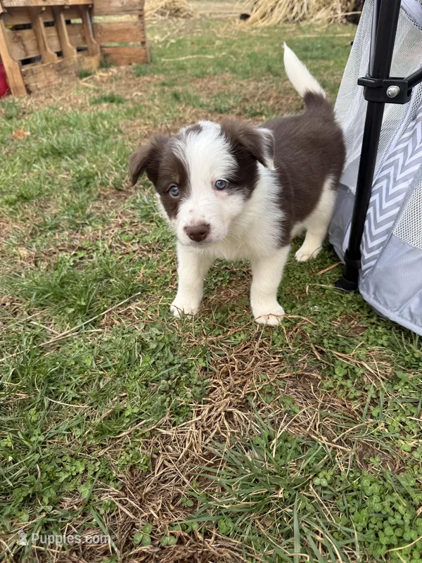 Kristoff  – Border Collie puppy for sale in Stony Point, NC