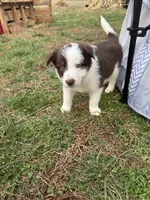 Kristoff , a male Border Collie for sale in Stony Point, NC – Photo 1 of 4