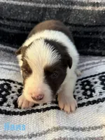 Hans, a male Border Collie for sale in Stony Point, NC – Photo 2 of 7