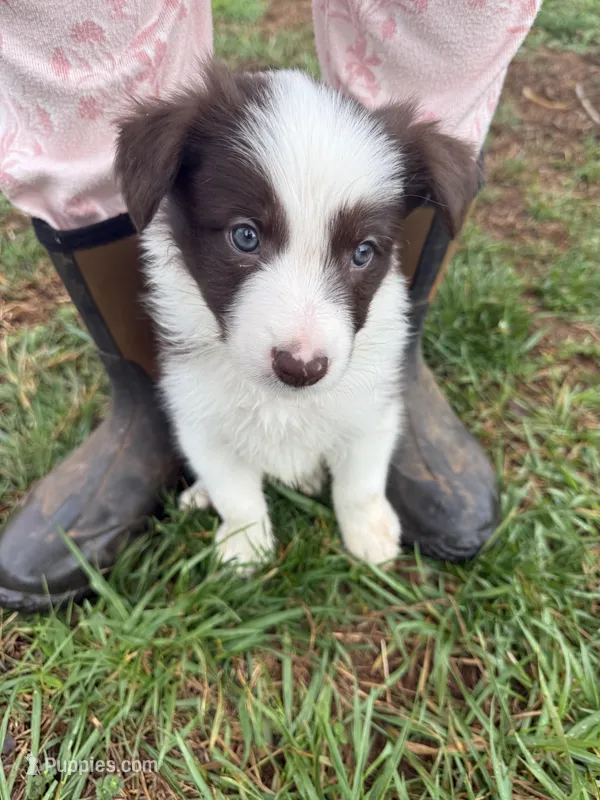 Hans – Border Collie puppy for sale in Stony Point, NC