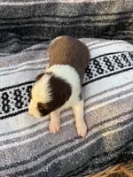 Hans, a male Border Collie for sale in Stony Point, NC – Photo 7 of 7