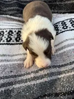 Hans, a male Border Collie for sale in Stony Point, NC – Photo 6 of 7