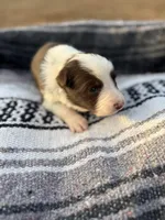 Hans, a male Border Collie for sale in Stony Point, NC – Photo 4 of 7