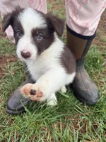 Hans, a male Border Collie for sale in Stony Point, NC – Photo 5 of 7